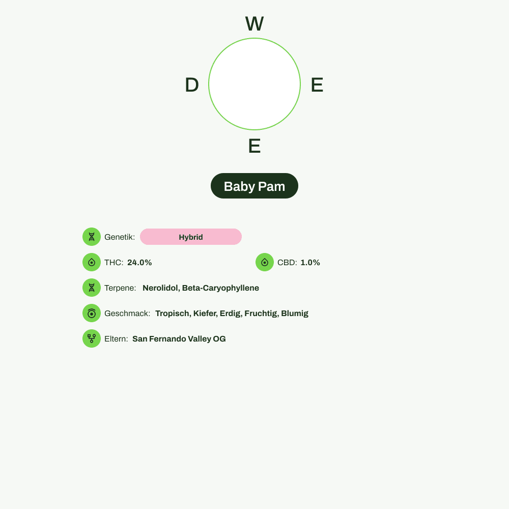 Infografik über THC-Gehalt, CBD-Gehalt, Terpene, Wirkungen, Geschmack von Baby Pam