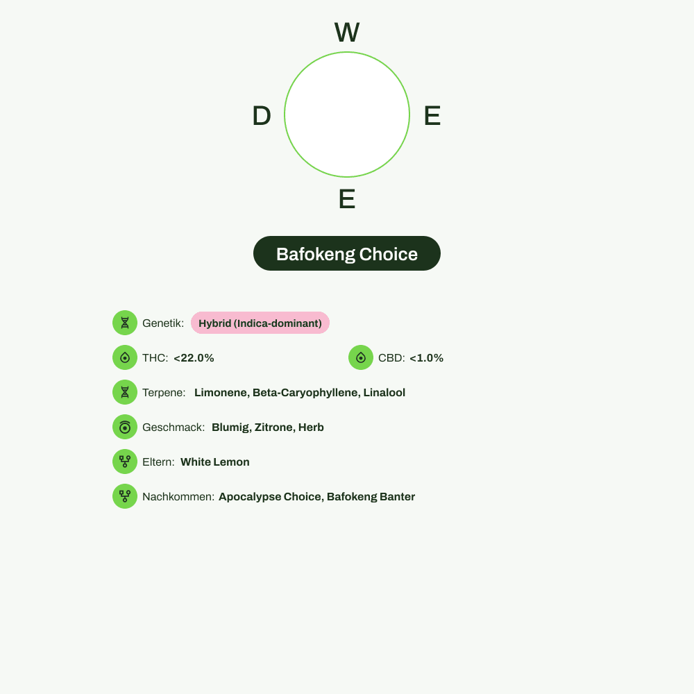 Infografik über THC-Gehalt, CBD-Gehalt, Terpene, Wirkungen, Geschmack von Bafokeng Choice