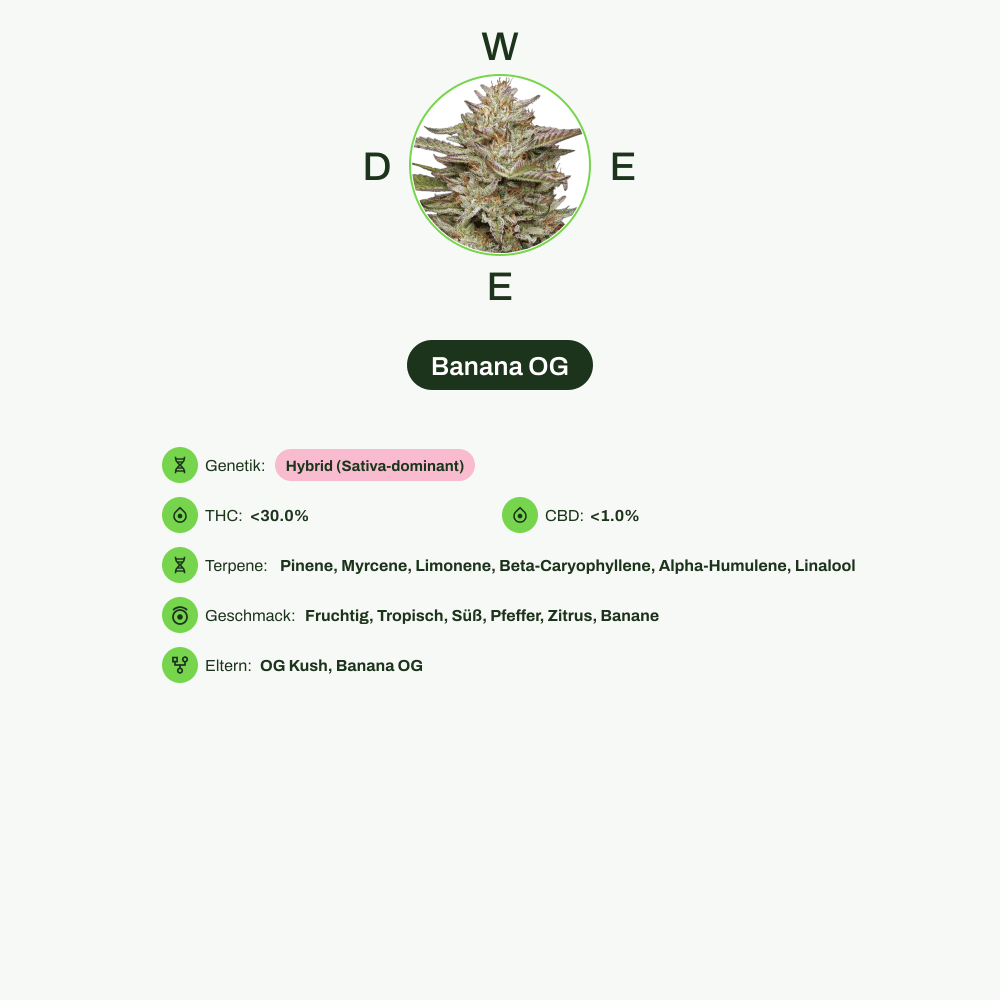 Infografik über THC-Gehalt, CBD-Gehalt, Terpene, Wirkungen, Geschmack von Banana OG