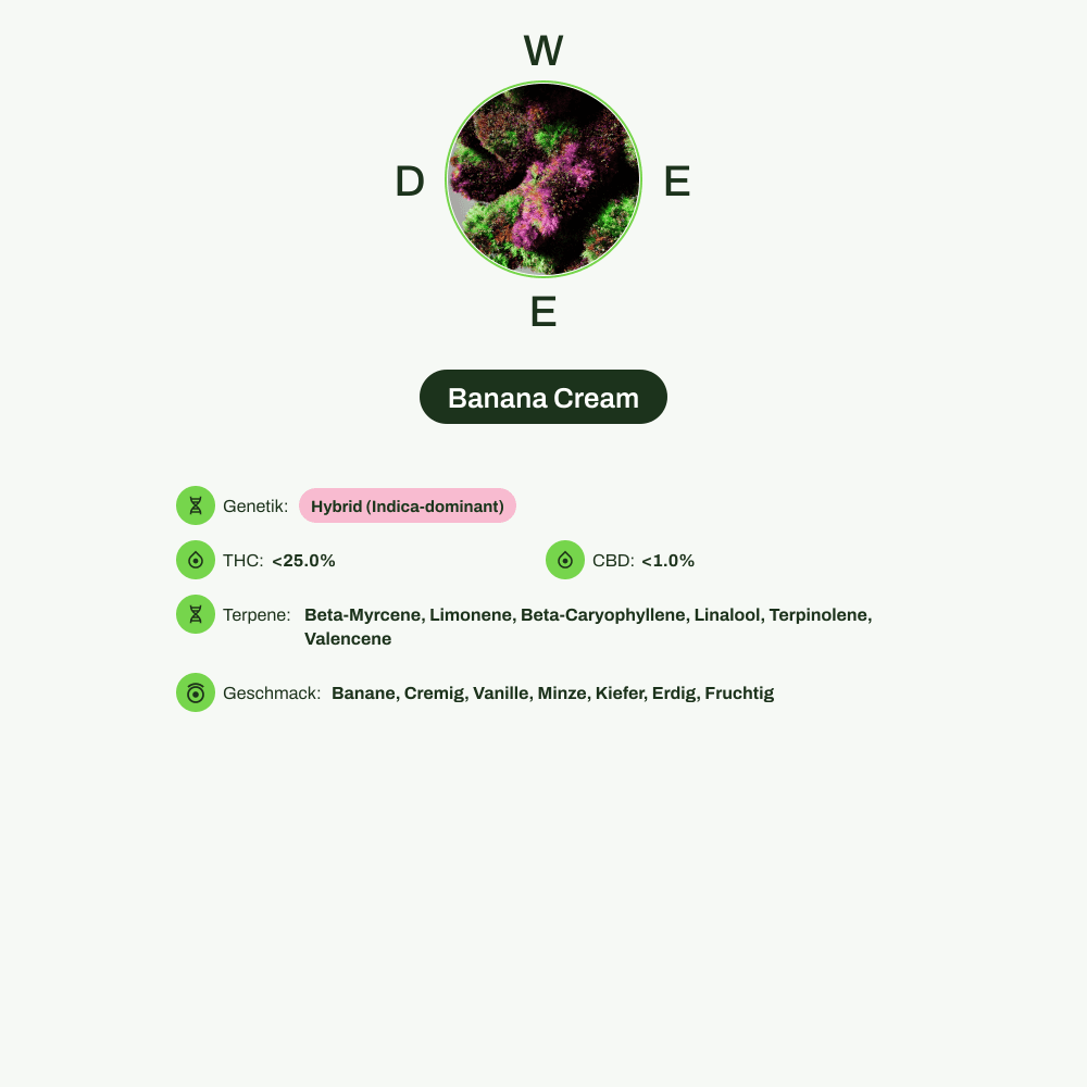 Infografik über THC-Gehalt, CBD-Gehalt, Terpene, Wirkungen, Geschmack von Banana Cream