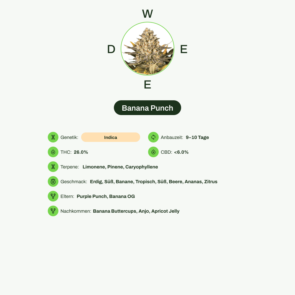 Infografik über THC-Gehalt, CBD-Gehalt, Terpene, Wirkungen, Geschmack von Banana Punch