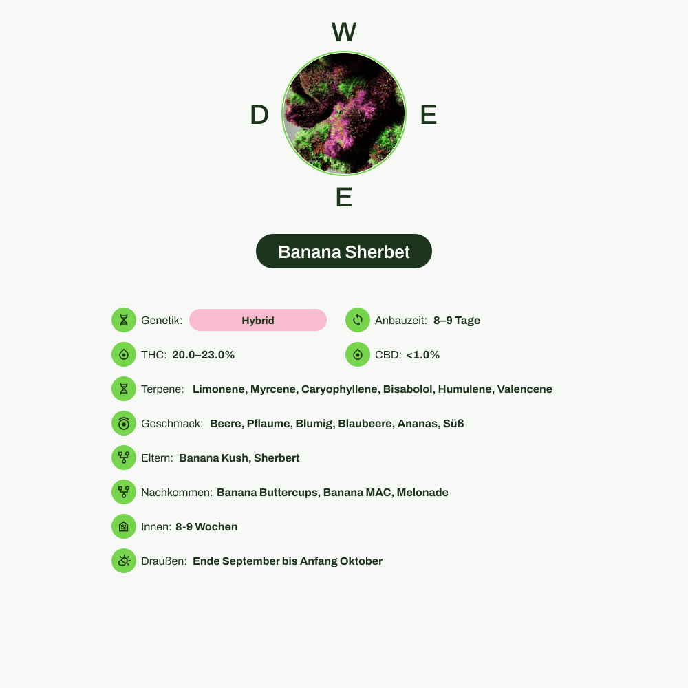 Infografik über THC-Gehalt, CBD-Gehalt, Terpene, Wirkungen, Geschmack von Banana Sherbet