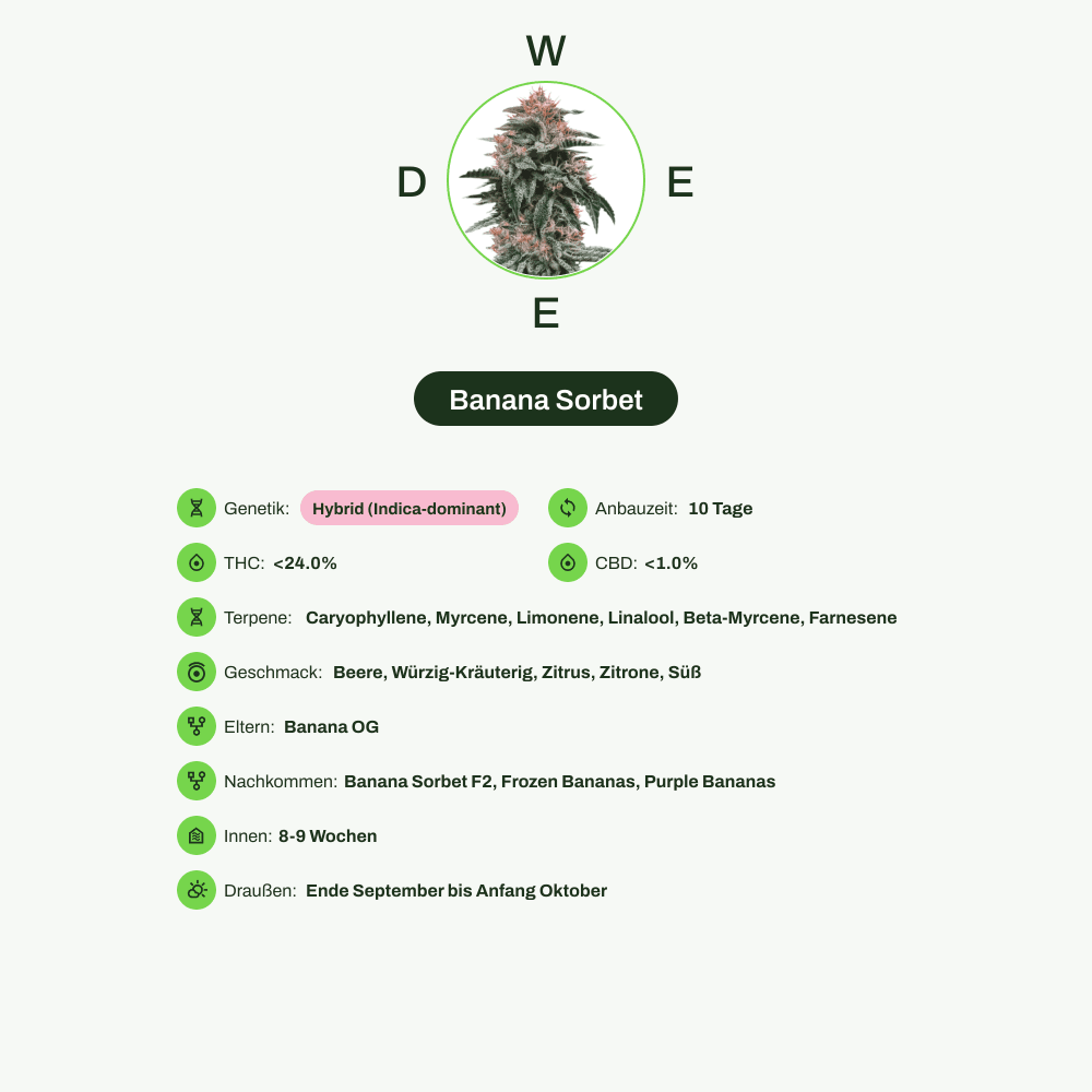 Infografik über THC-Gehalt, CBD-Gehalt, Terpene, Wirkungen, Geschmack von Banana Sorbet