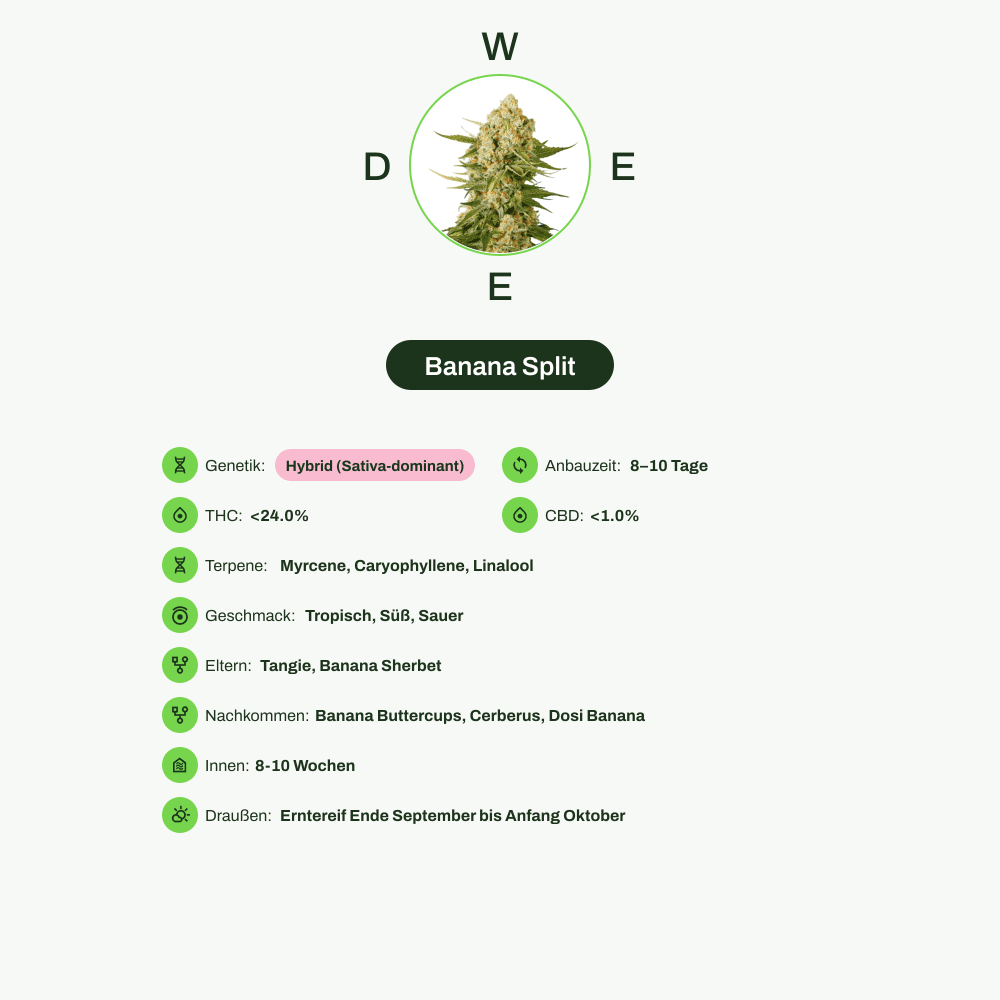 Infografik über THC-Gehalt, CBD-Gehalt, Terpene, Wirkungen, Geschmack von Banana Split