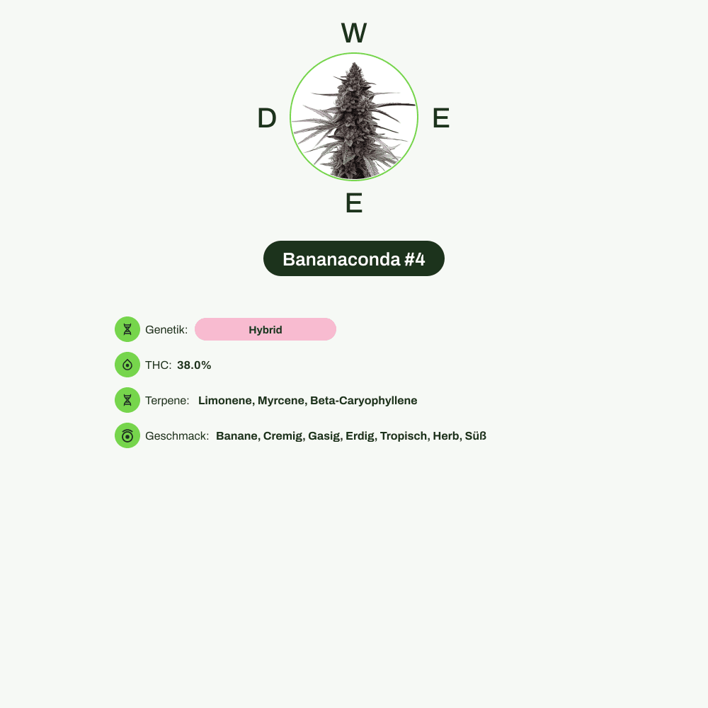 Infografik über THC-Gehalt, CBD-Gehalt, Terpene, Wirkungen, Geschmack von Bananaconda #4