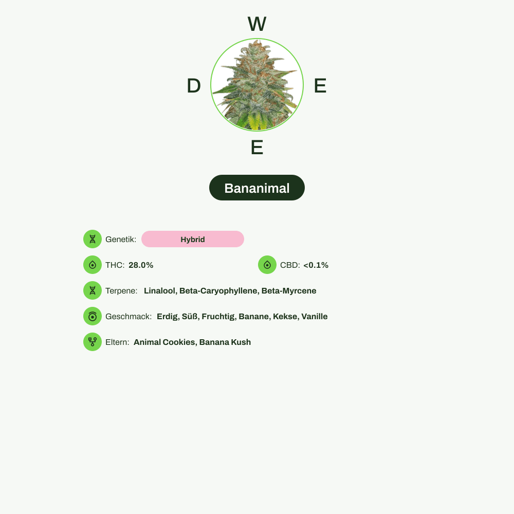 Infografik über THC-Gehalt, CBD-Gehalt, Terpene, Wirkungen, Geschmack von Bananimal