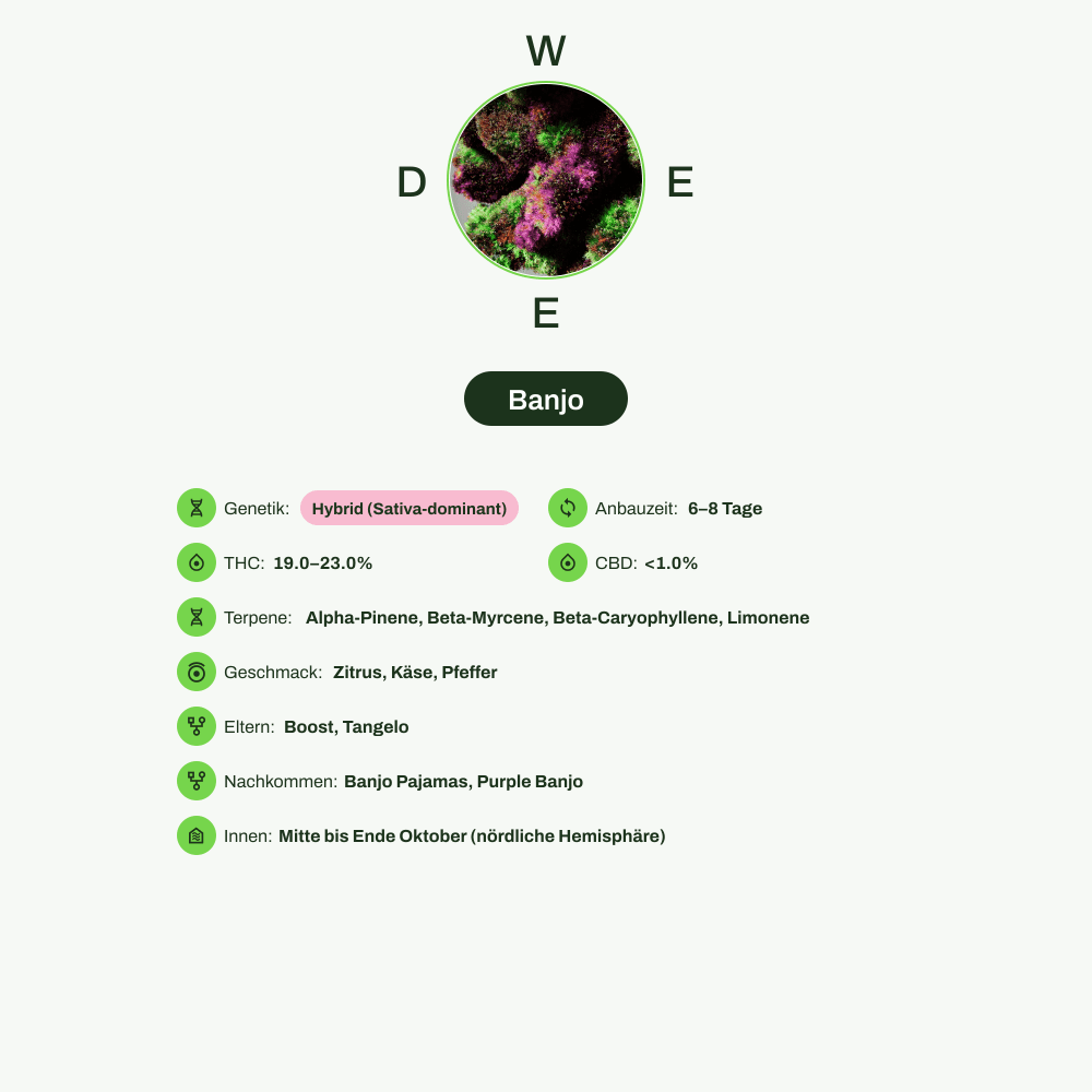 Infografik über THC-Gehalt, CBD-Gehalt, Terpene, Wirkungen, Geschmack von Banjo
