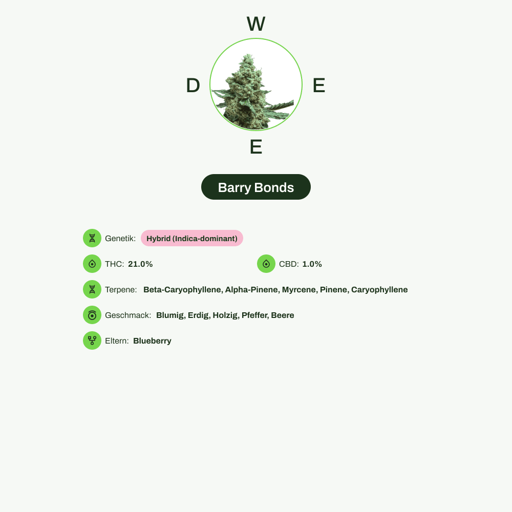 Infografik über THC-Gehalt, CBD-Gehalt, Terpene, Wirkungen, Geschmack von Barry Bonds