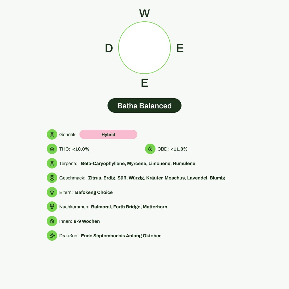 Infografik über THC-Gehalt, CBD-Gehalt, Terpene, Wirkungen, Geschmack von Batha Balanced