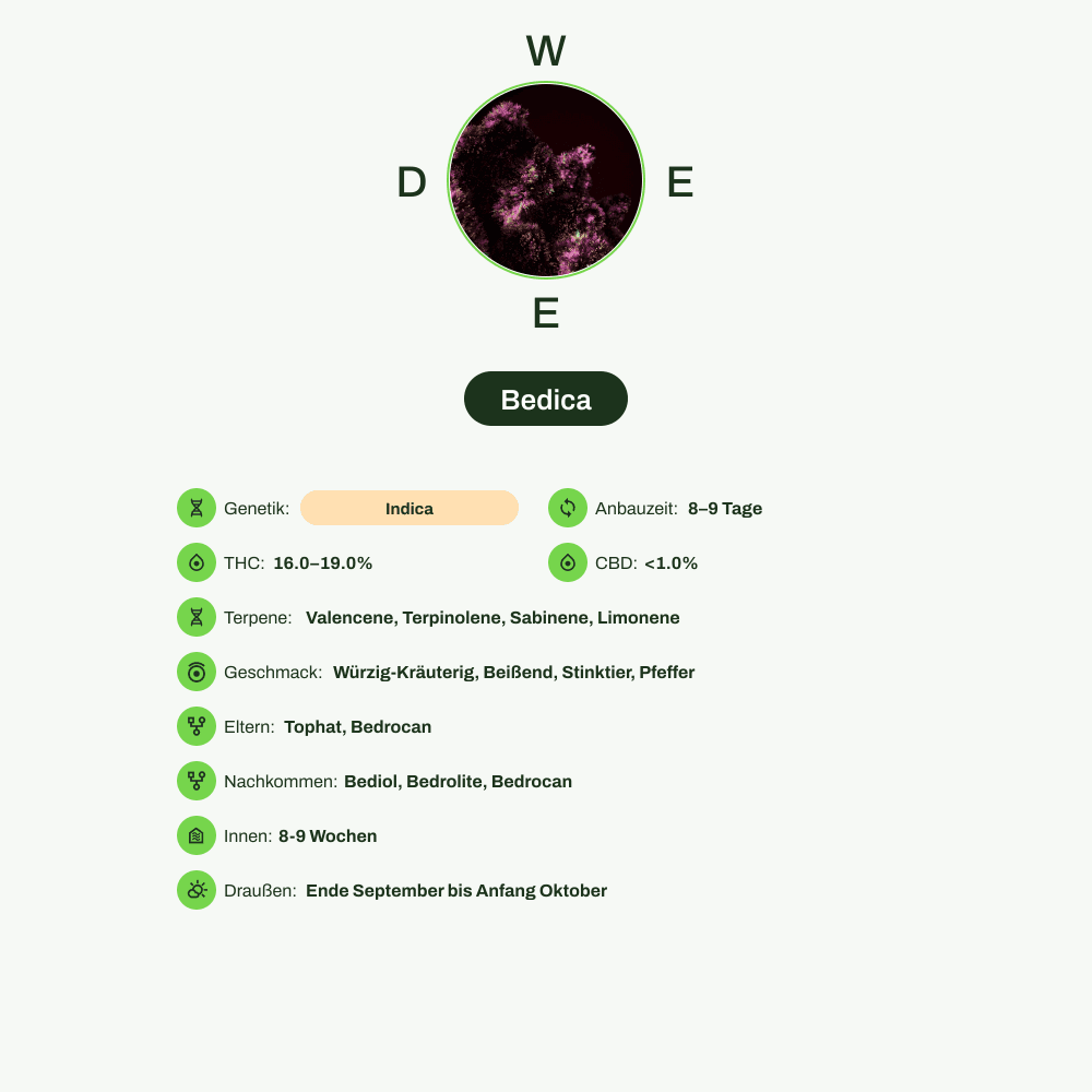 Infografik über THC-Gehalt, CBD-Gehalt, Terpene, Wirkungen, Geschmack von Bedica
