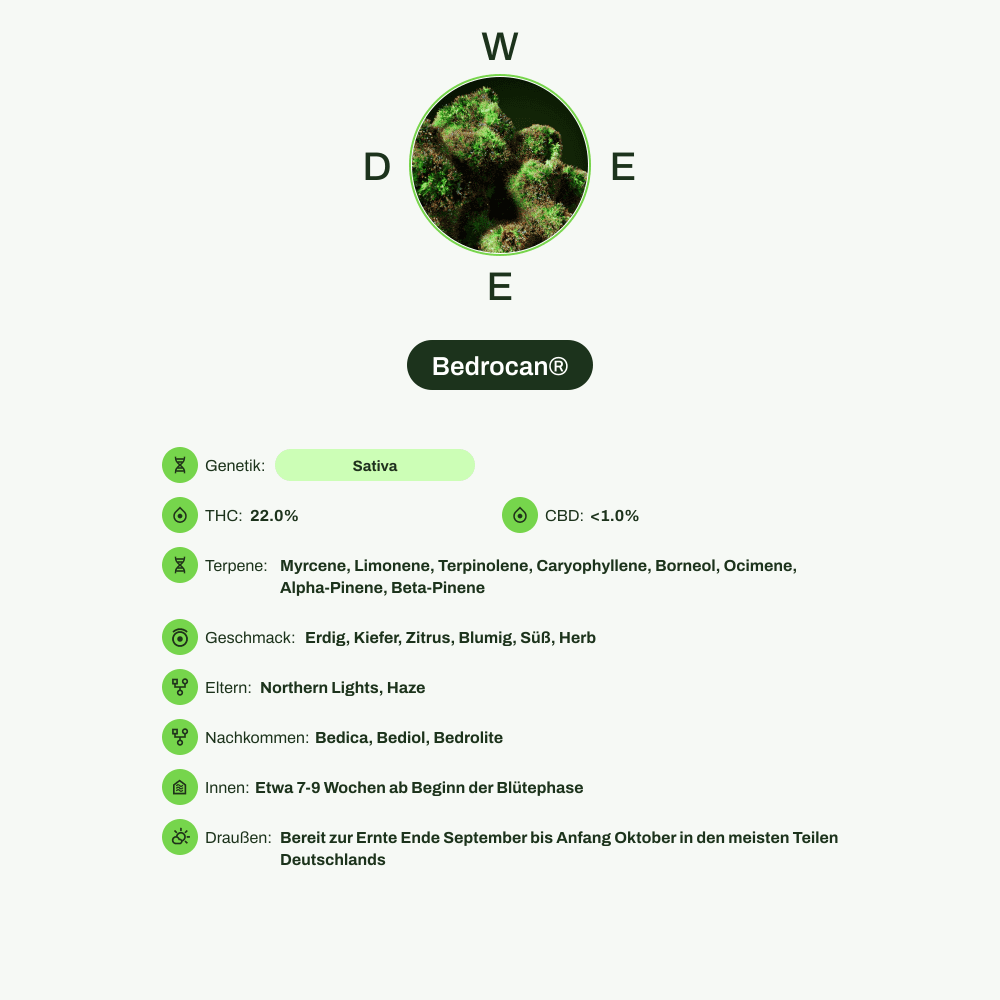 Infografik über THC-Gehalt, CBD-Gehalt, Terpene, Wirkungen, Geschmack von Bedrocan®