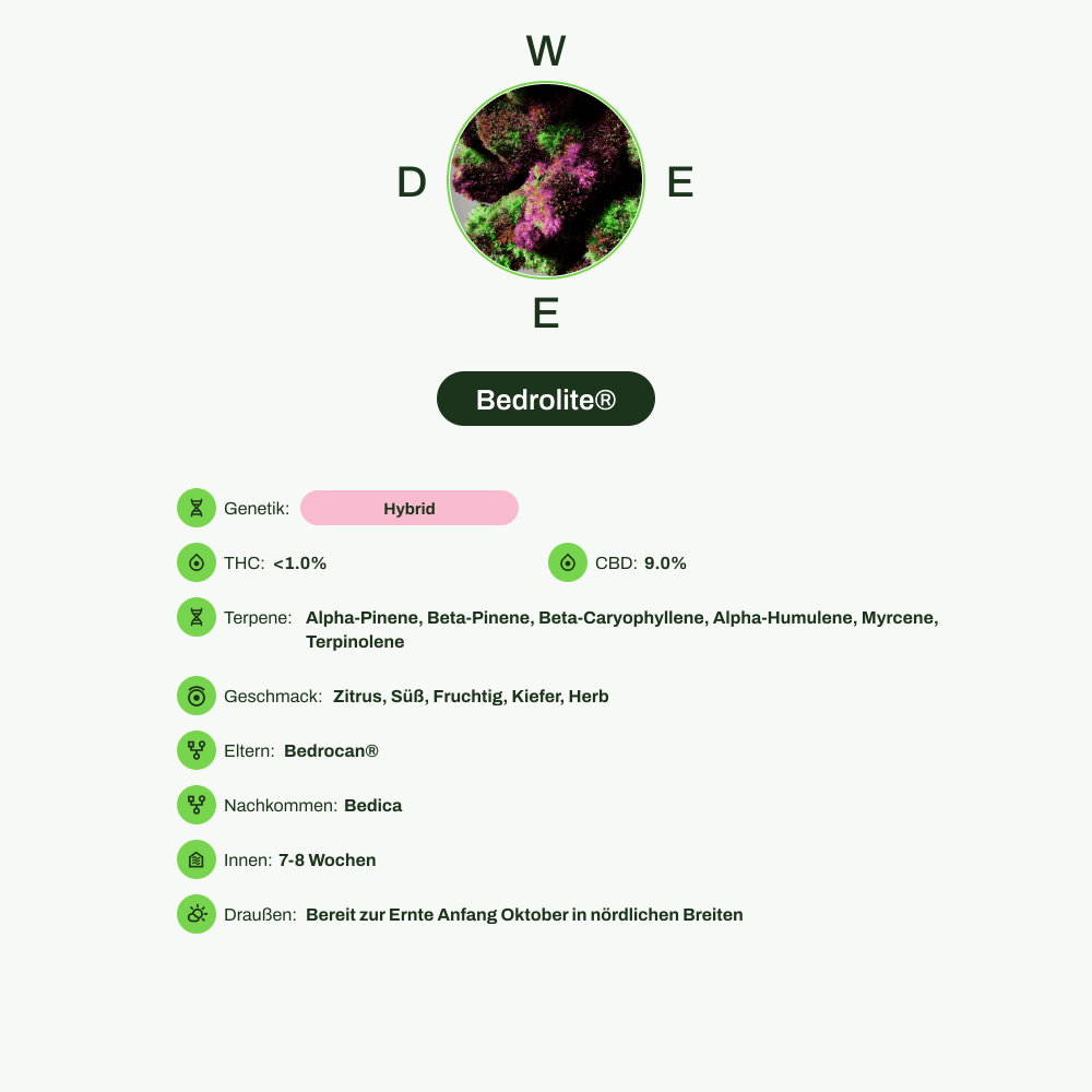 Infografik über THC-Gehalt, CBD-Gehalt, Terpene, Wirkungen, Geschmack von Bedrolite®