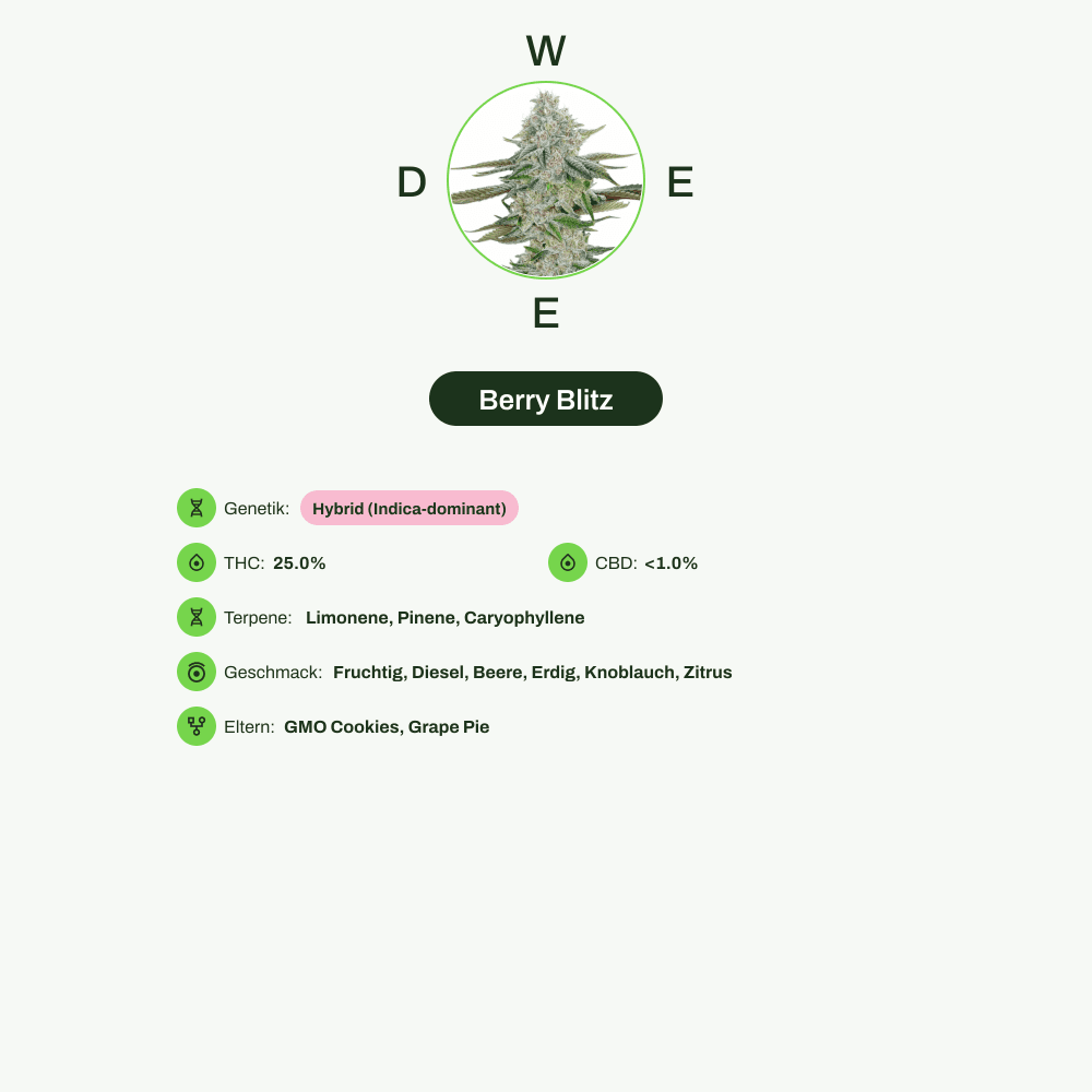 Infografik über THC-Gehalt, CBD-Gehalt, Terpene, Wirkungen, Geschmack von Berry Blitz