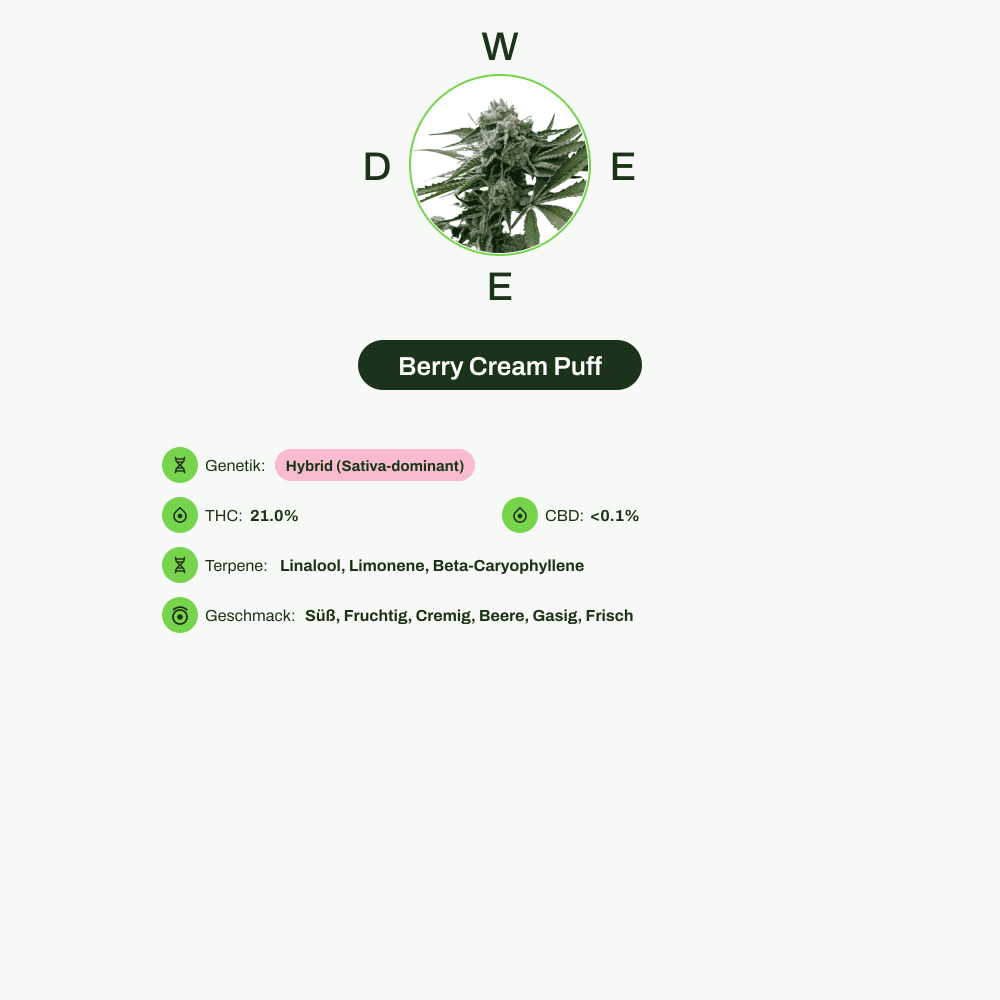 Infografik über THC-Gehalt, CBD-Gehalt, Terpene, Wirkungen, Geschmack von Berry Cream Puff