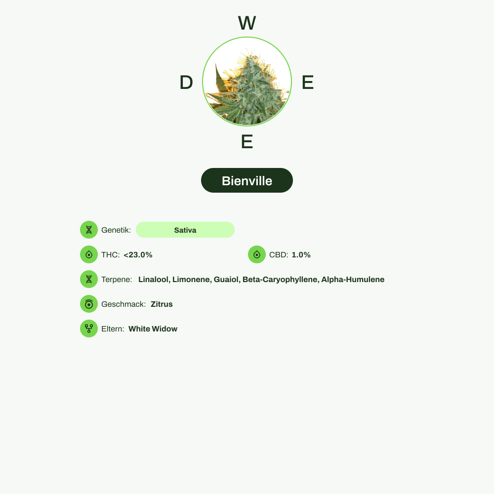 Infografik über THC-Gehalt, CBD-Gehalt, Terpene, Wirkungen, Geschmack von Bienville