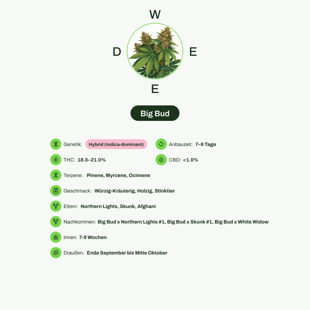 Infografik über THC-Gehalt, CBD-Gehalt, Terpene, Wirkungen, Geschmack von Big Bud