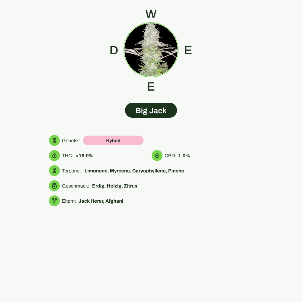Infografik über THC-Gehalt, CBD-Gehalt, Terpene, Wirkungen, Geschmack von Big Jack