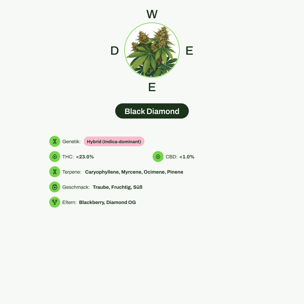 Infografik über THC-Gehalt, CBD-Gehalt, Terpene, Wirkungen, Geschmack von Black Diamond