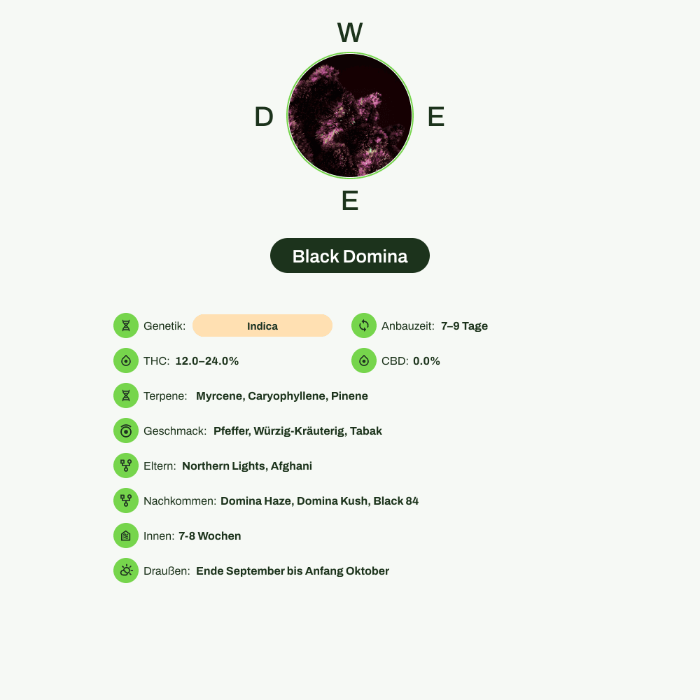 Infografik über THC-Gehalt, CBD-Gehalt, Terpene, Wirkungen, Geschmack von Black Domina