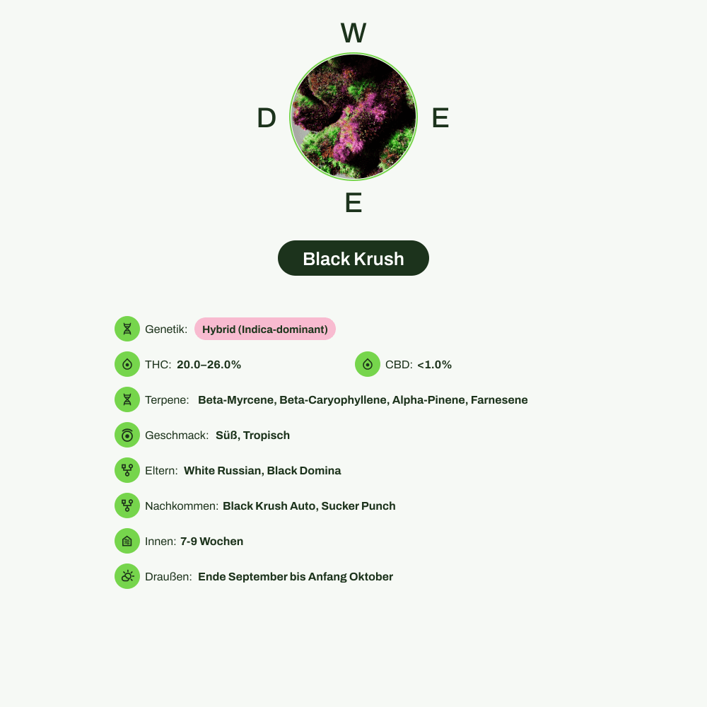 Infografik über THC-Gehalt, CBD-Gehalt, Terpene, Wirkungen, Geschmack von Black Krush