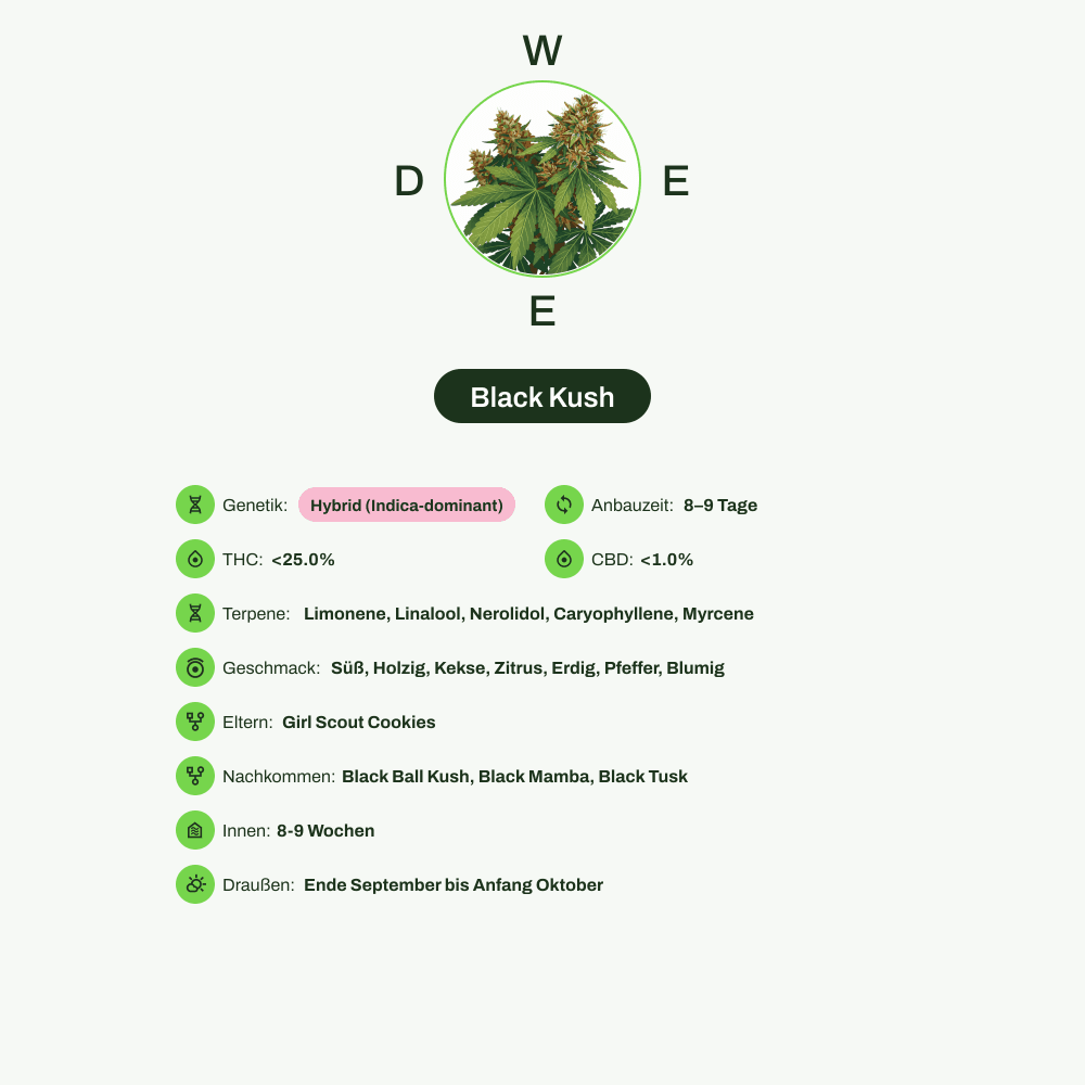 Infografik über THC-Gehalt, CBD-Gehalt, Terpene, Wirkungen, Geschmack von Black Kush