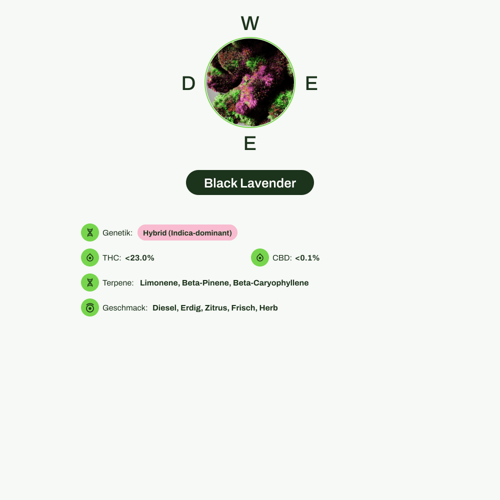 Infografik über THC-Gehalt, CBD-Gehalt, Terpene, Wirkungen, Geschmack von Black Lavender