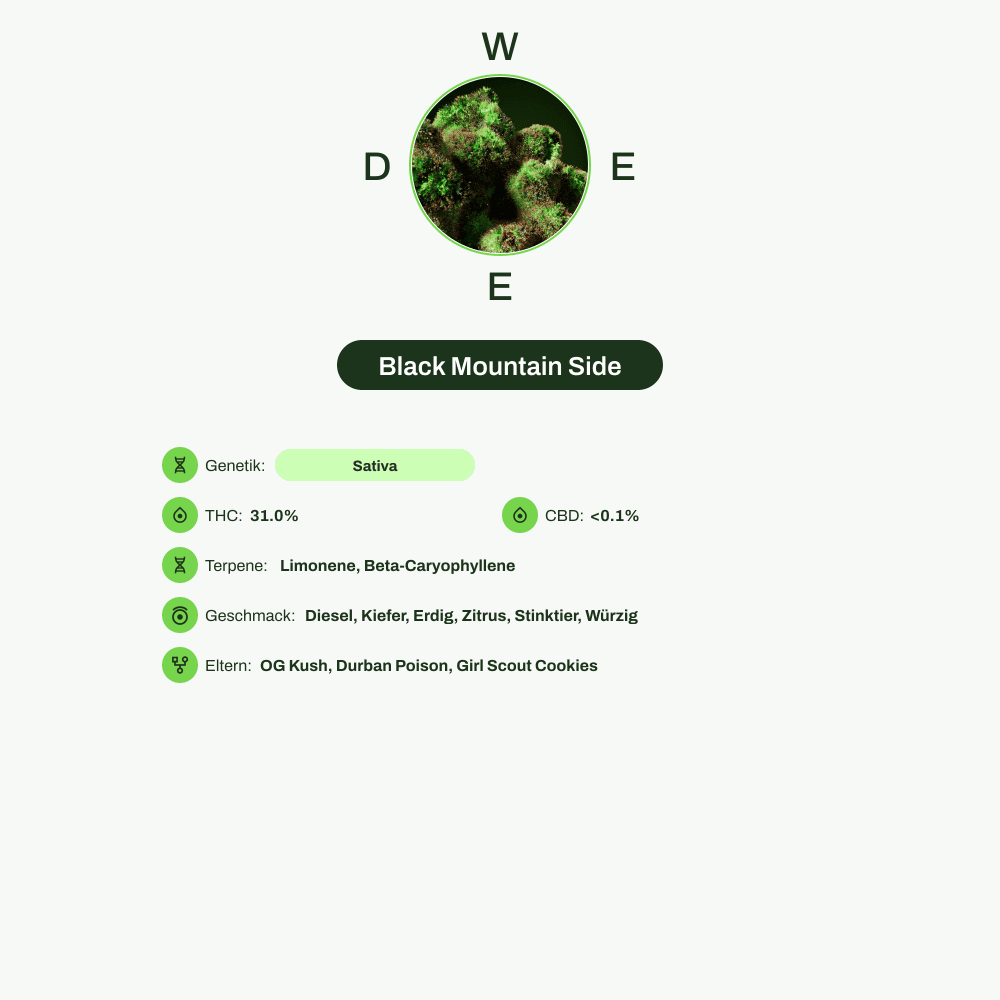 Infografik über THC-Gehalt, CBD-Gehalt, Terpene, Wirkungen, Geschmack von Black Mountain Side