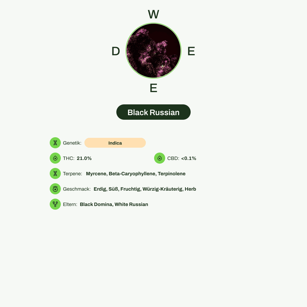 Infografik über THC-Gehalt, CBD-Gehalt, Terpene, Wirkungen, Geschmack von Black Russian
