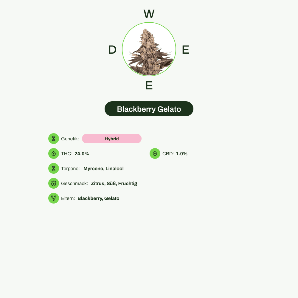 Infografik über THC-Gehalt, CBD-Gehalt, Terpene, Wirkungen, Geschmack von Blackberry Gelato
