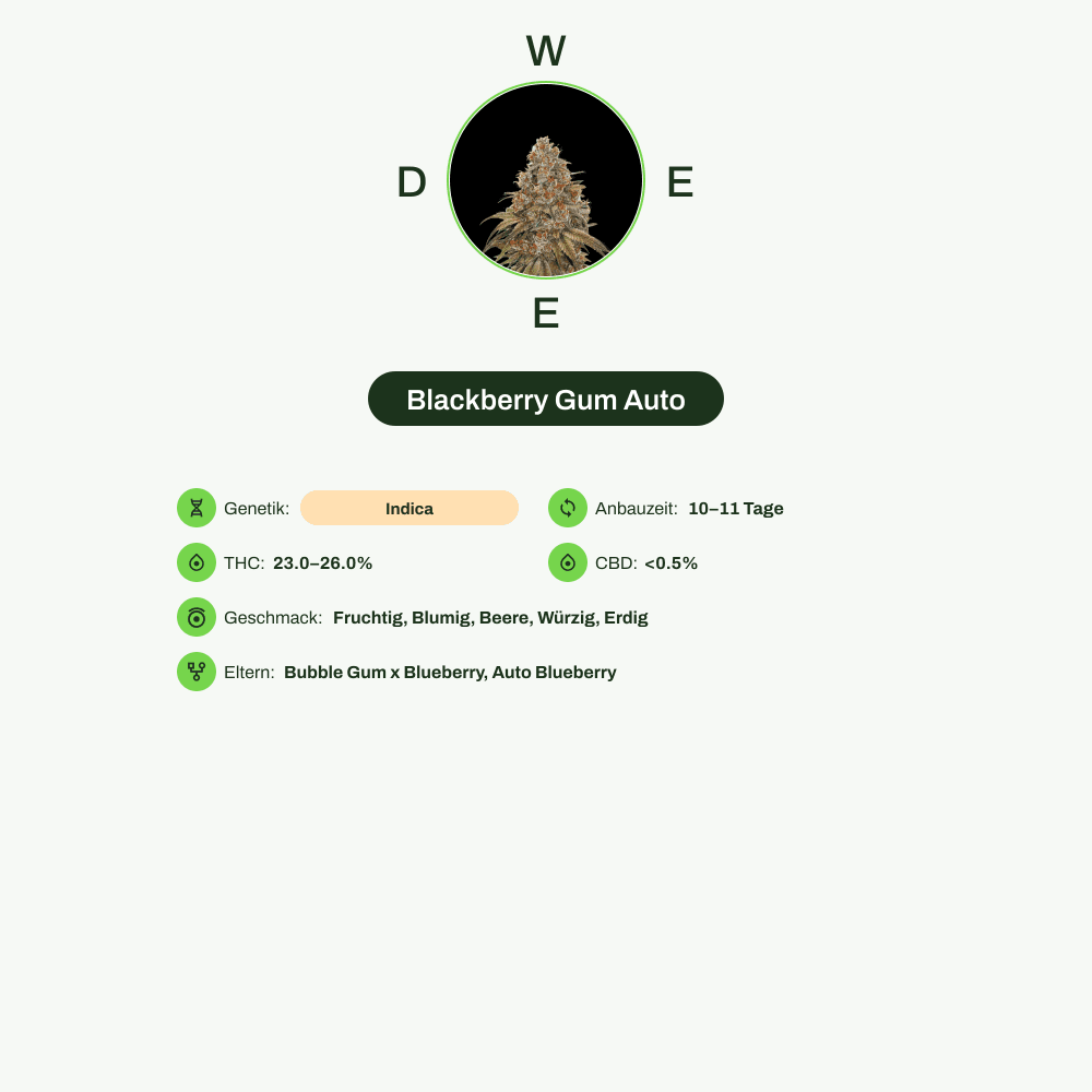 Infografik über THC-Gehalt, CBD-Gehalt, Wirkungen, Geschmack von Blackberry Gum Auto
