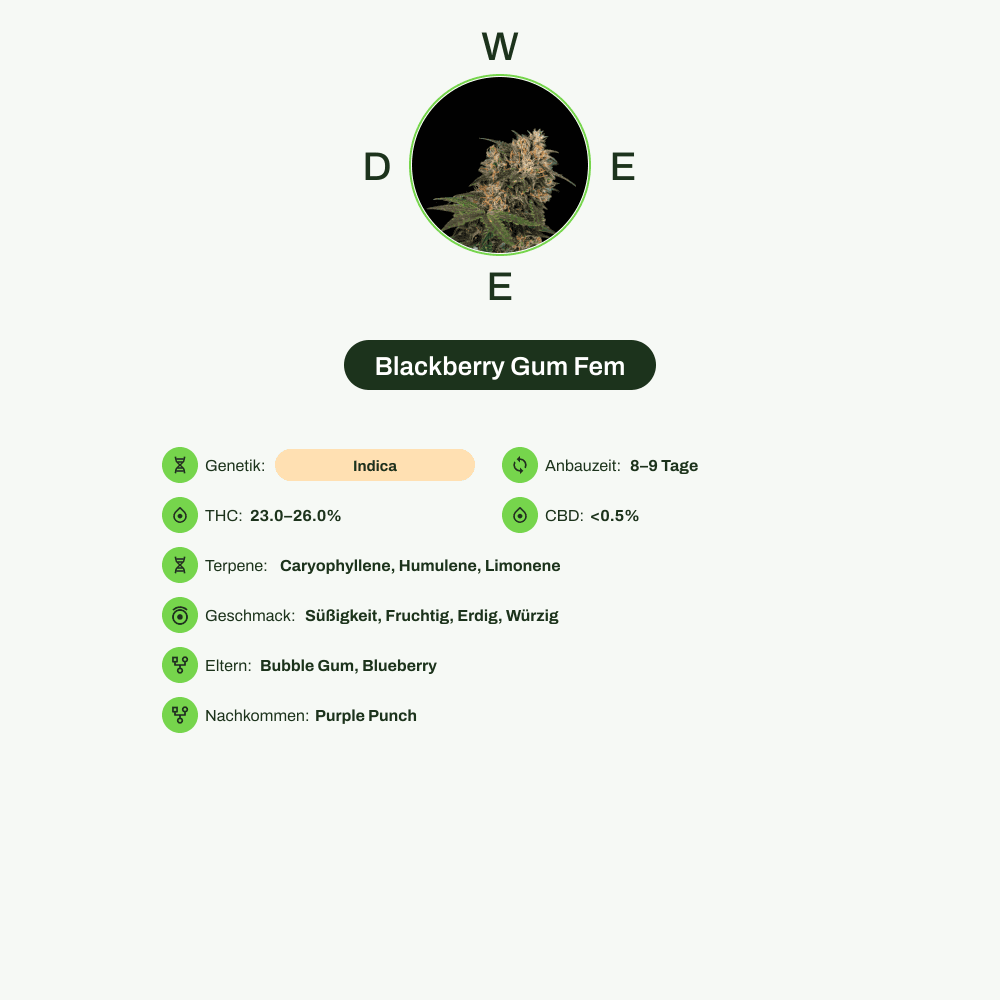 Infografik über THC-Gehalt, CBD-Gehalt, Terpene, Wirkungen, Geschmack von Blackberry Gum Fem