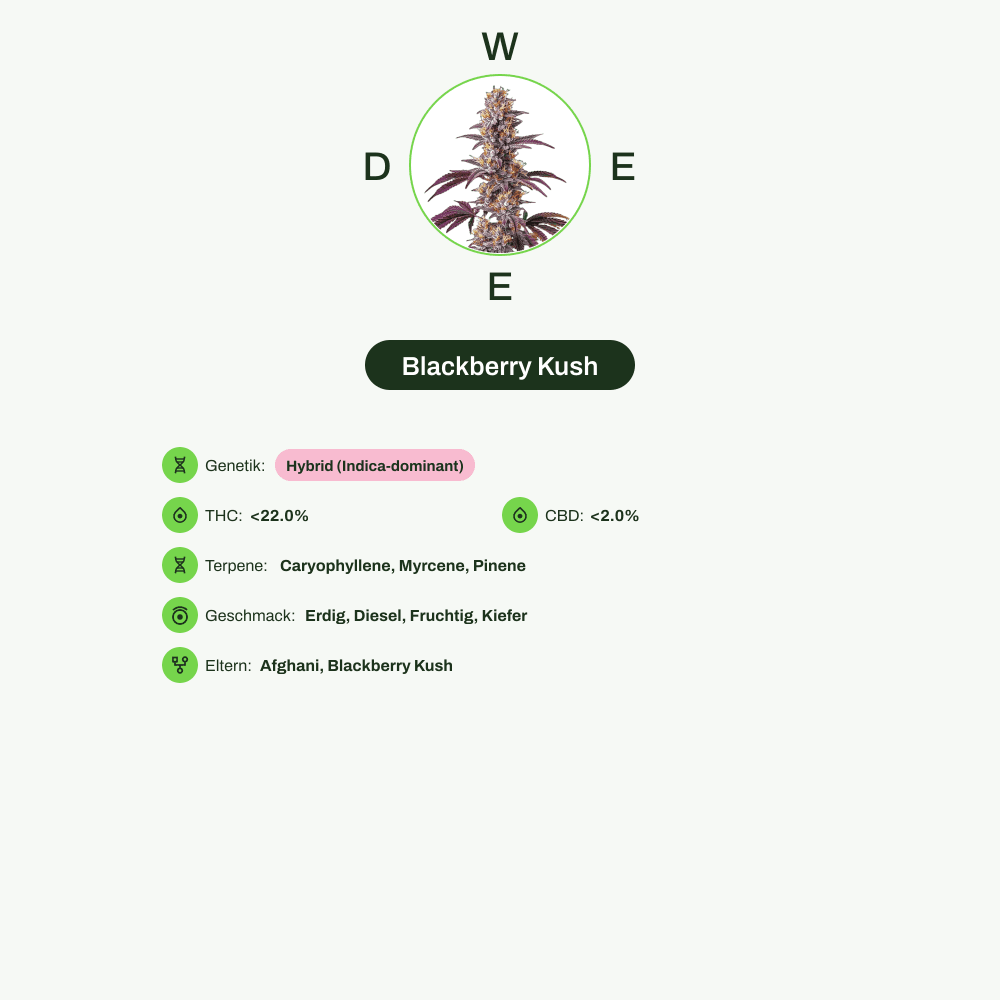 Infografik über THC-Gehalt, CBD-Gehalt, Terpene, Wirkungen, Geschmack von Blackberry Kush