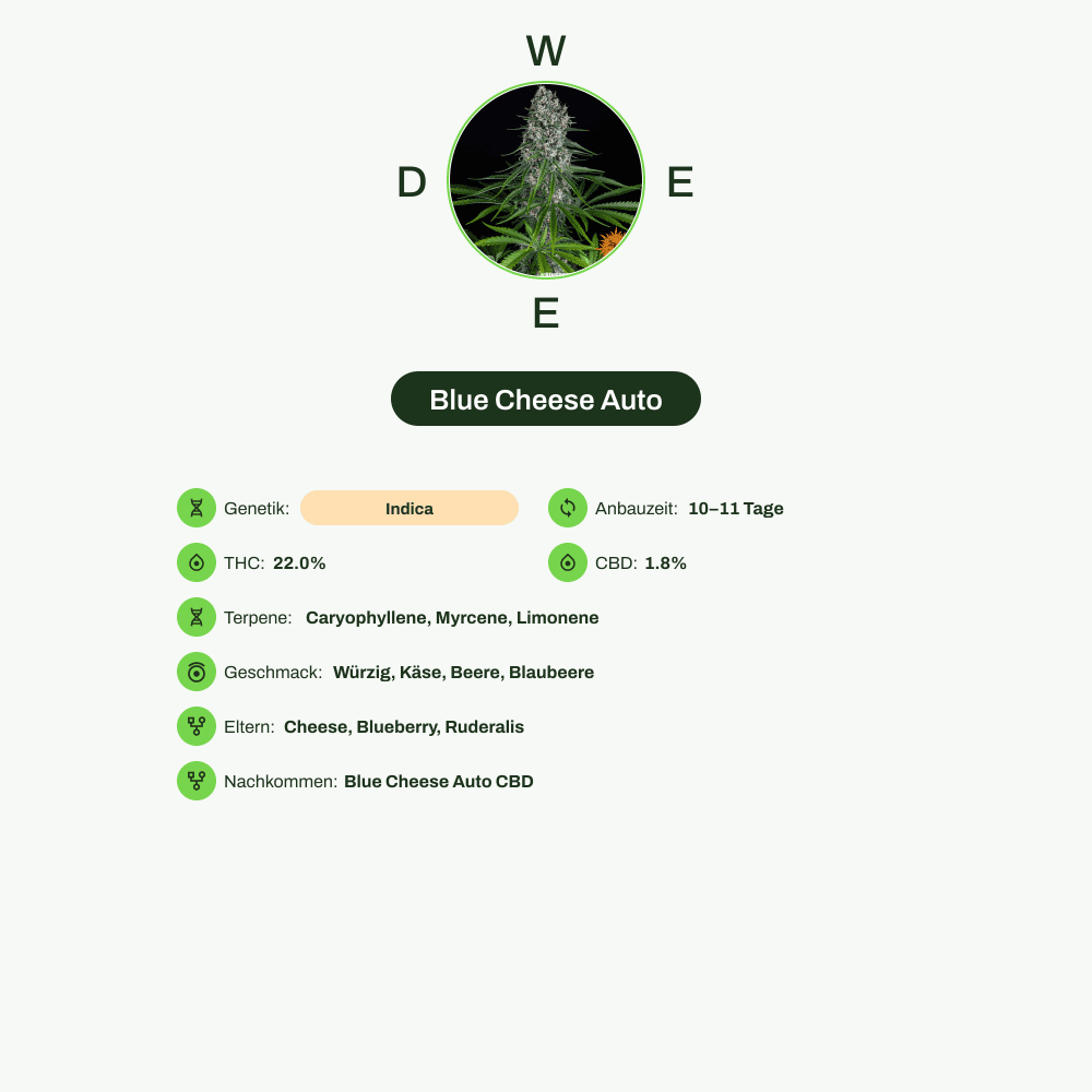 Infografik über THC-Gehalt, CBD-Gehalt, Terpene, Wirkungen, Geschmack von Blue Cheese Auto
