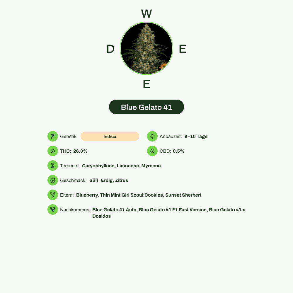 Infografik über THC-Gehalt, CBD-Gehalt, Terpene, Wirkungen, Geschmack von Blue Gelato 41