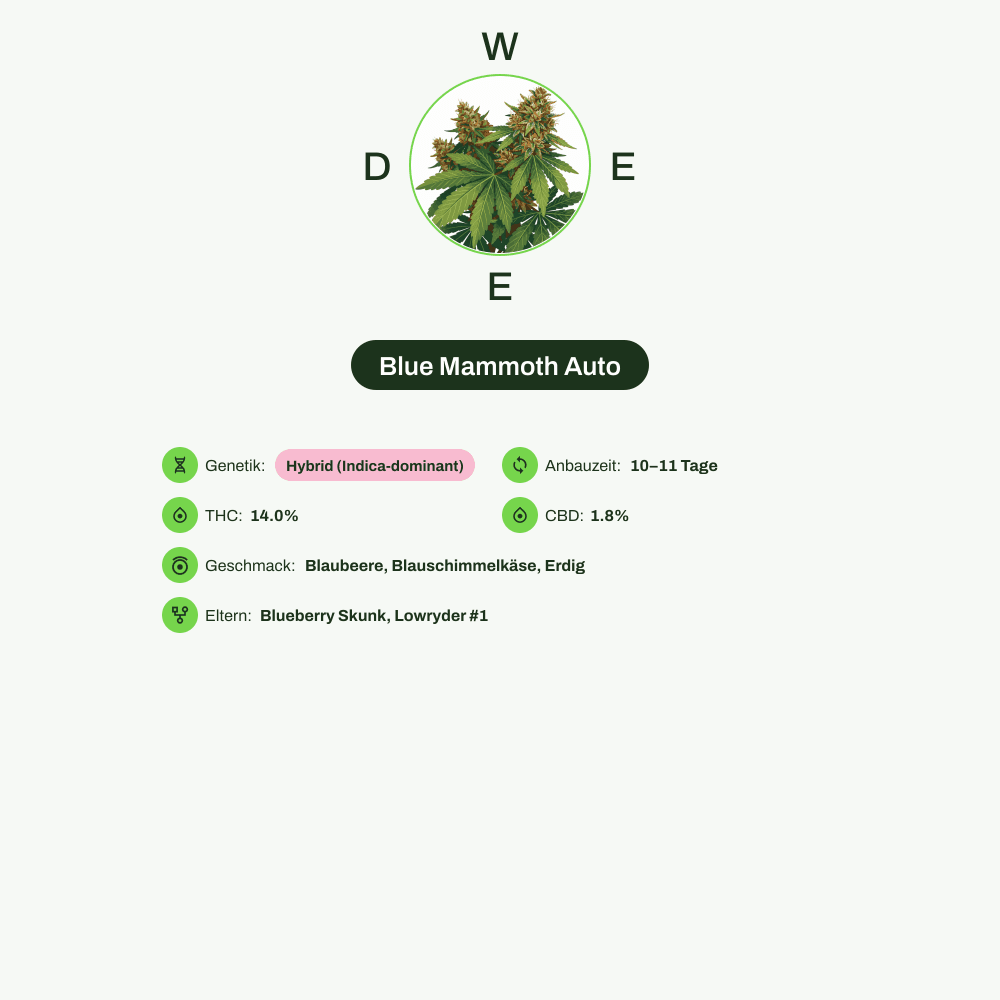 Infografik über THC-Gehalt, CBD-Gehalt, Terpene, Wirkungen, Geschmack von Blue Mammoth Auto