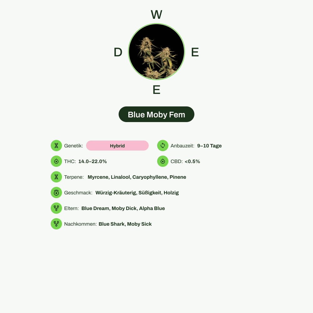 Infografik über THC-Gehalt, CBD-Gehalt, Terpene, Wirkungen, Geschmack von Blue Moby Fem