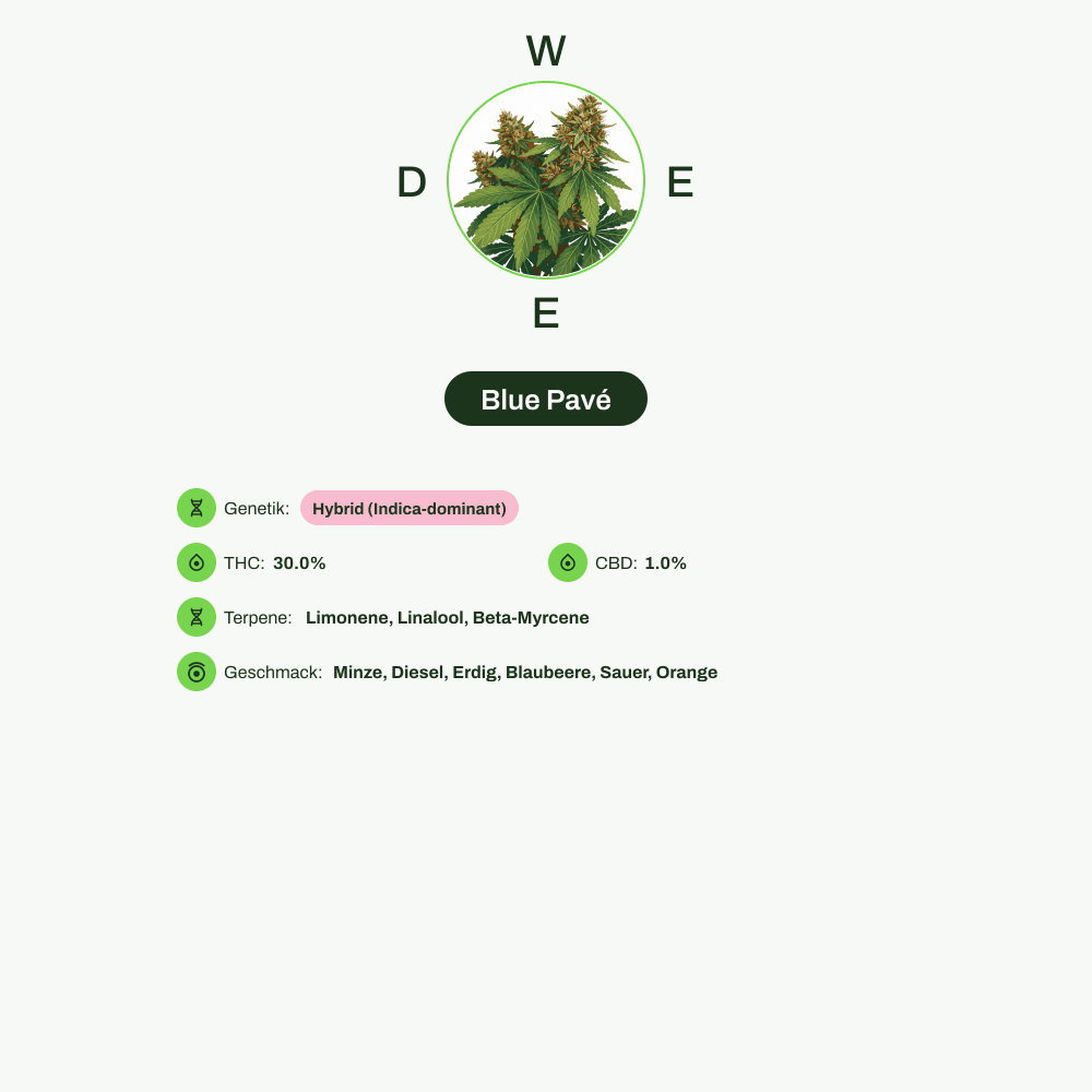 Infografik über THC-Gehalt, CBD-Gehalt, Terpene, Wirkungen, Geschmack von Blue Pavé