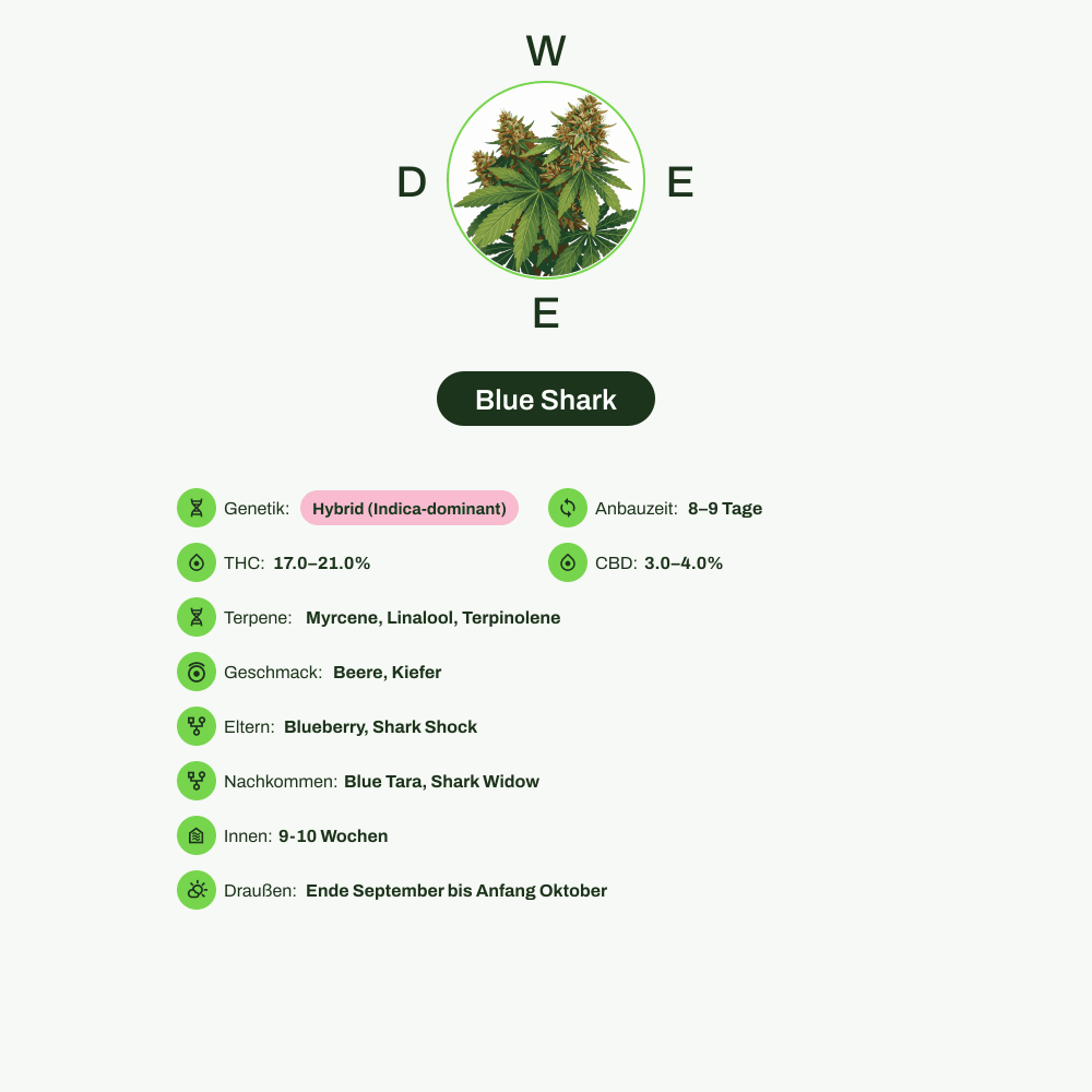 Infografik über THC-Gehalt, CBD-Gehalt, Terpene, Wirkungen, Geschmack von Blue Shark