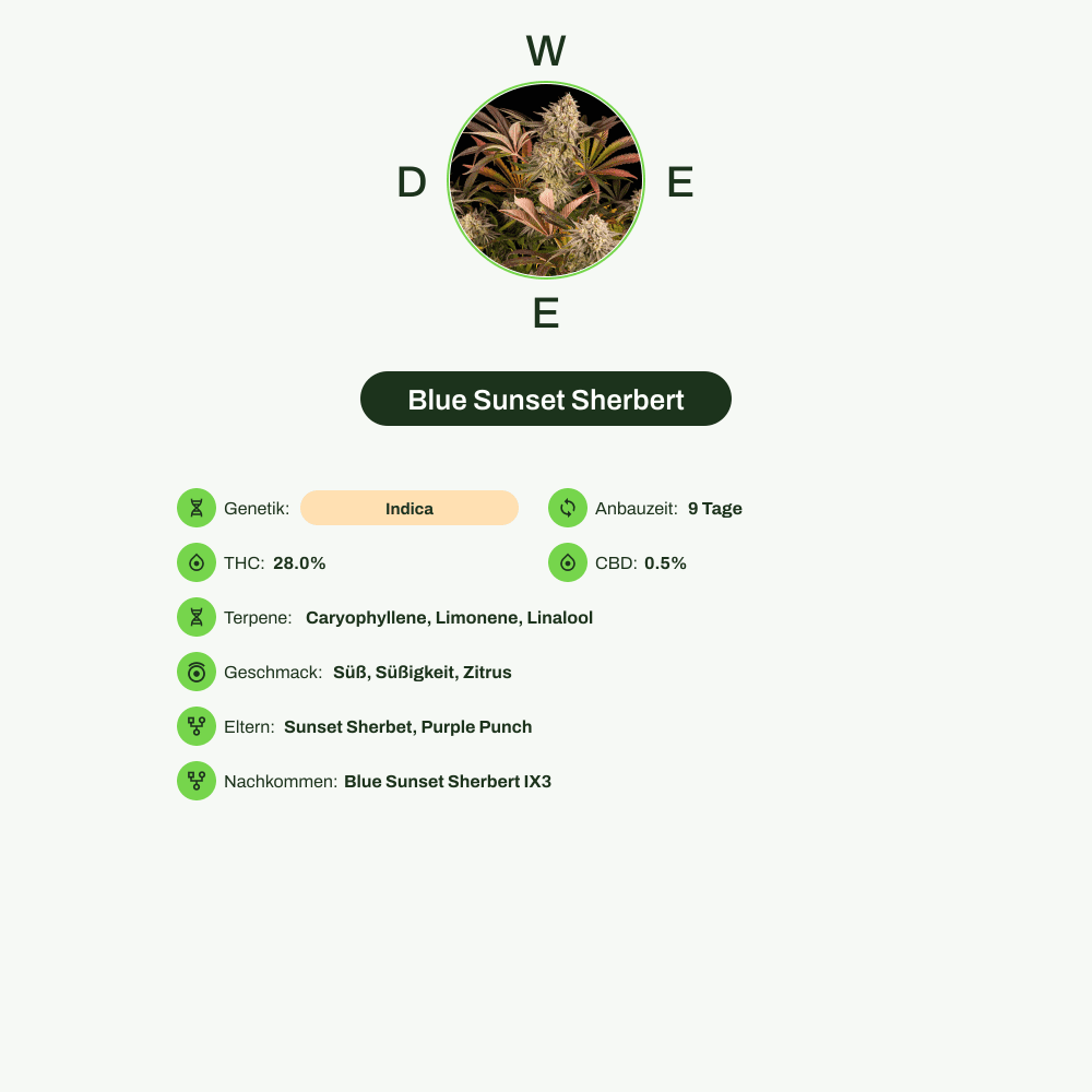 Infografik über THC-Gehalt, CBD-Gehalt, Terpene, Wirkungen, Geschmack von Blue Sunset Sherbert