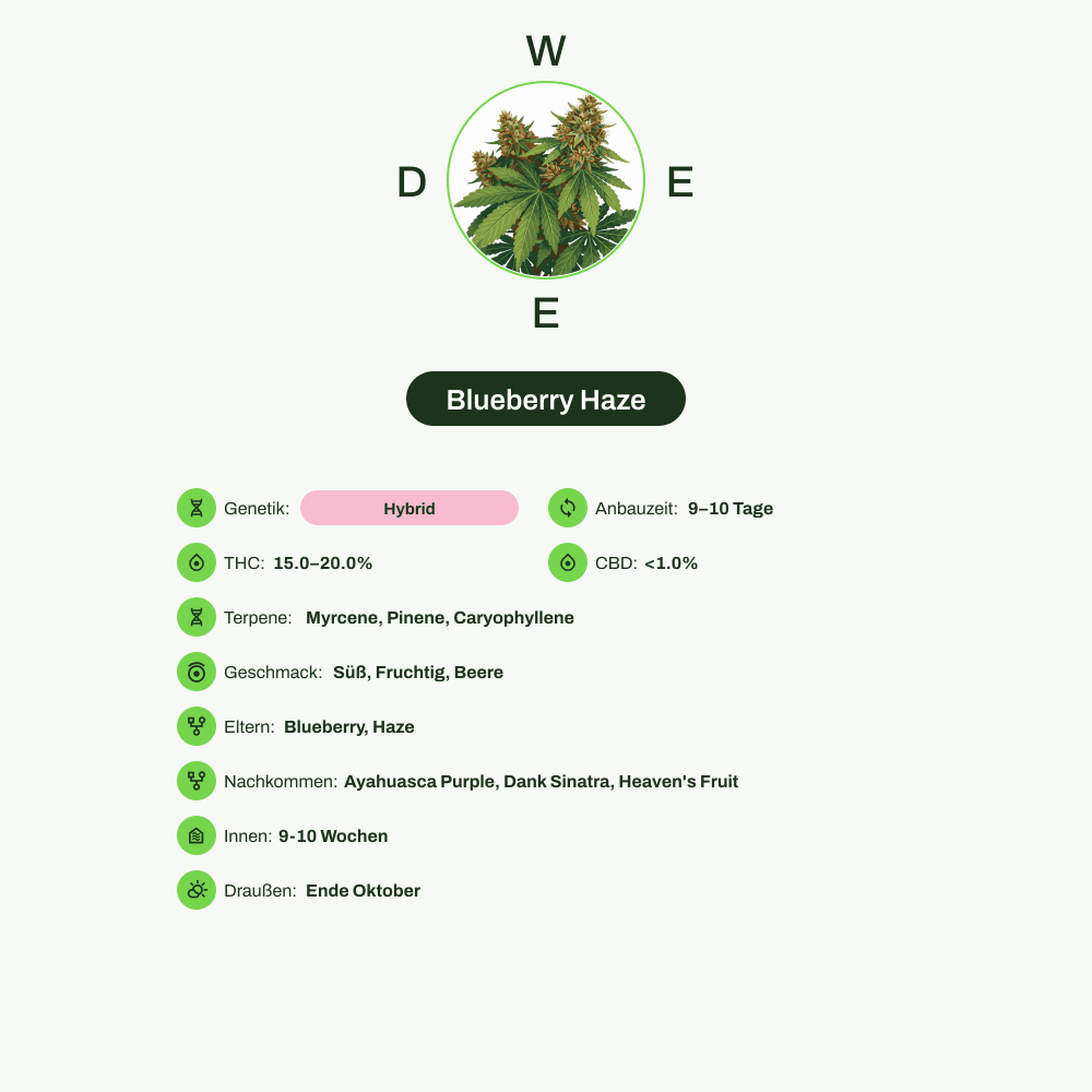 Infografik über THC-Gehalt, CBD-Gehalt, Terpene, Wirkungen, Geschmack von Blueberry Haze