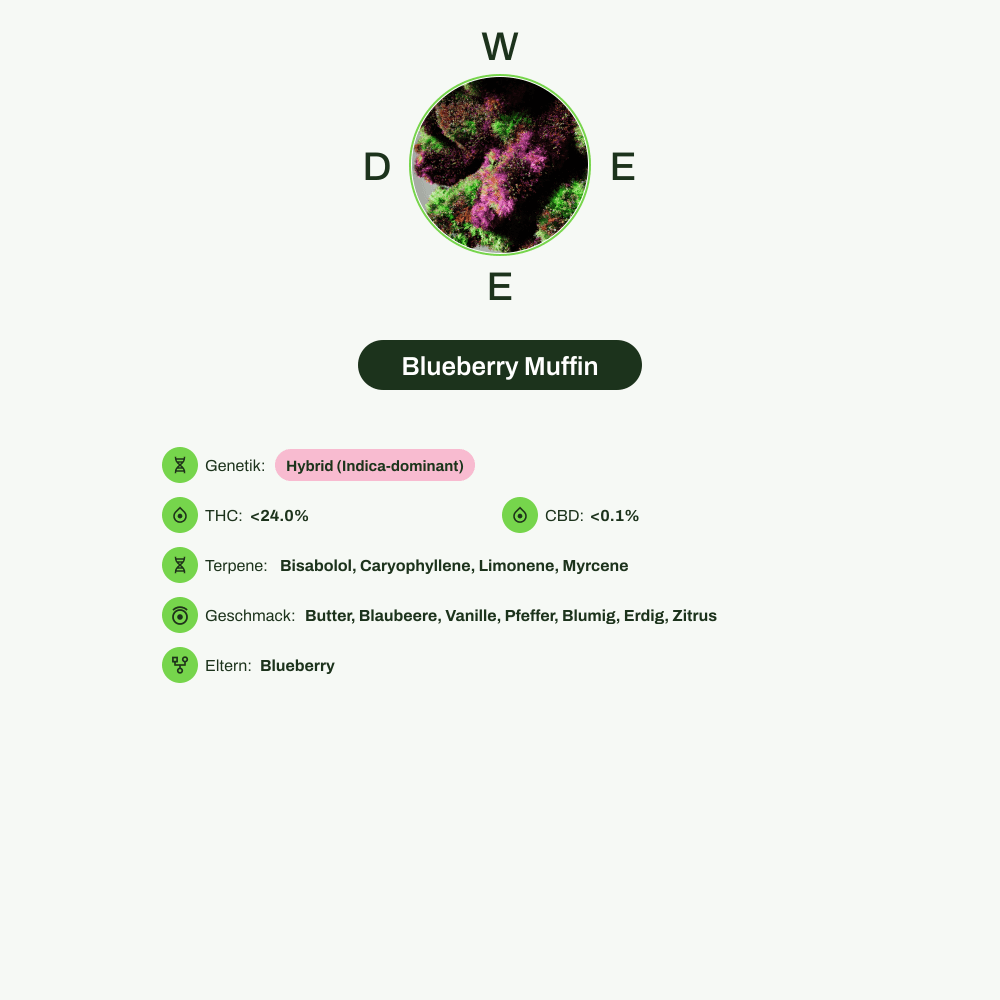 Infografik über THC-Gehalt, CBD-Gehalt, Terpene, Wirkungen, Geschmack von Blueberry Muffin
