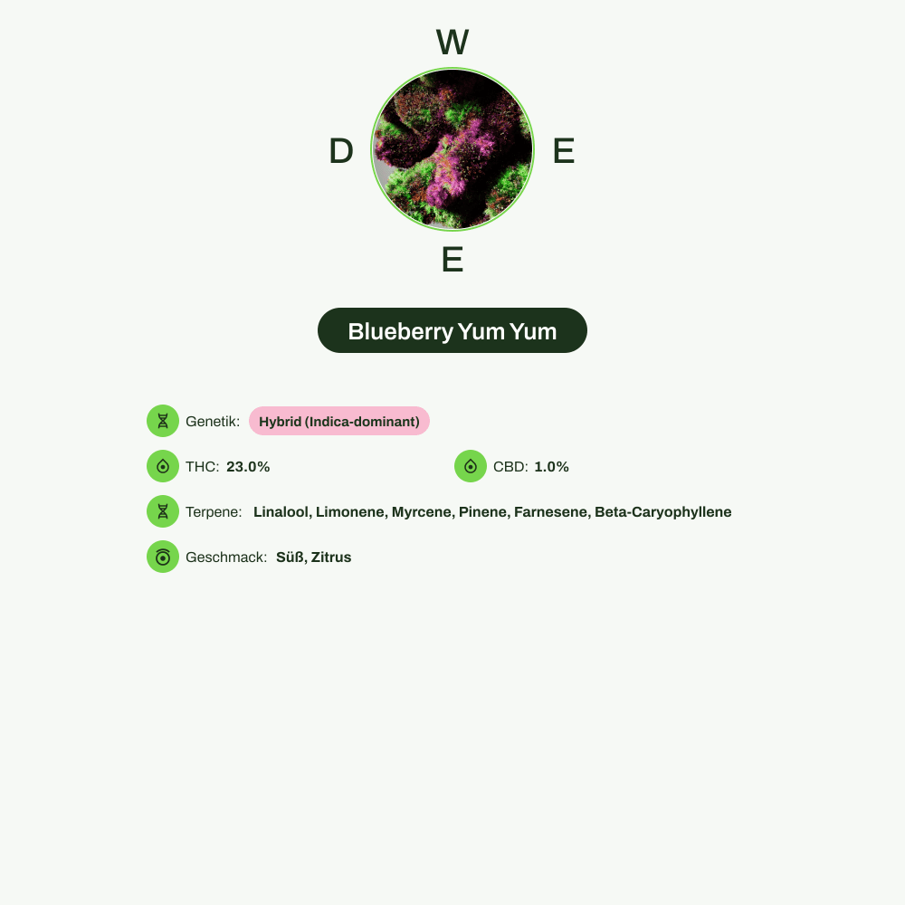 Infografik über THC-Gehalt, CBD-Gehalt, Terpene, Wirkungen, Geschmack von Blueberry Yum Yum