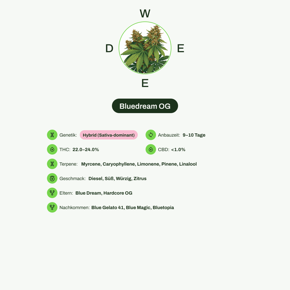 Infografik über THC-Gehalt, CBD-Gehalt, Terpene, Wirkungen, Geschmack von Bluedream OG