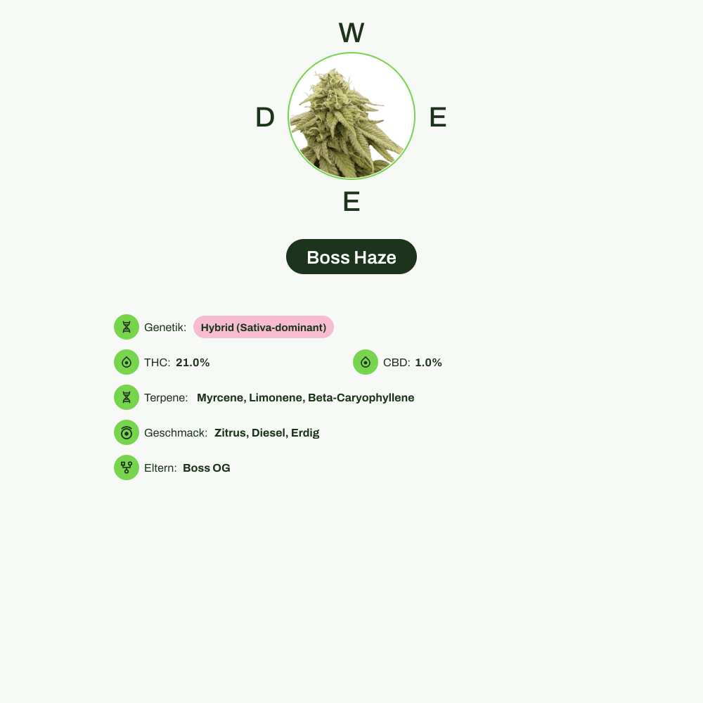 Infografik über THC-Gehalt, CBD-Gehalt, Terpene, Wirkungen, Geschmack von Boss Haze