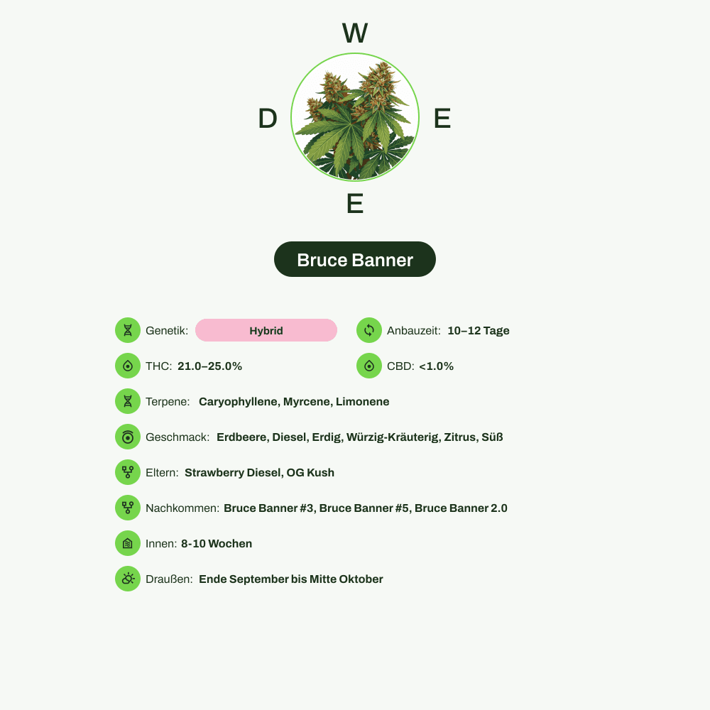 Infografik über THC-Gehalt, CBD-Gehalt, Terpene, Wirkungen, Geschmack von Bruce Banner
