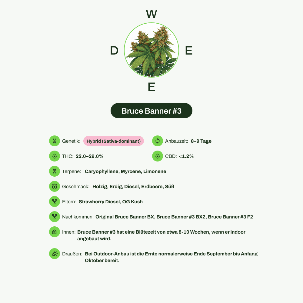 Infografik über THC-Gehalt, CBD-Gehalt, Terpene, Wirkungen, Geschmack von Bruce Banner #3