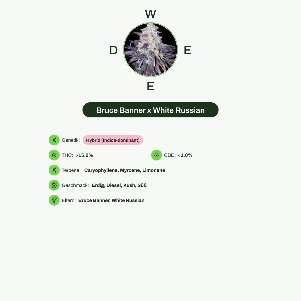 Infografik über THC-Gehalt, CBD-Gehalt, Terpene, Wirkungen, Geschmack von Bruce Banner x White Russian