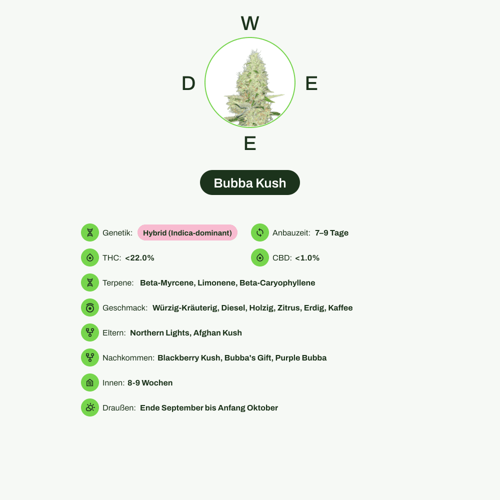 Infografik über THC-Gehalt, CBD-Gehalt, Terpene, Wirkungen, Geschmack von Bubba Kush