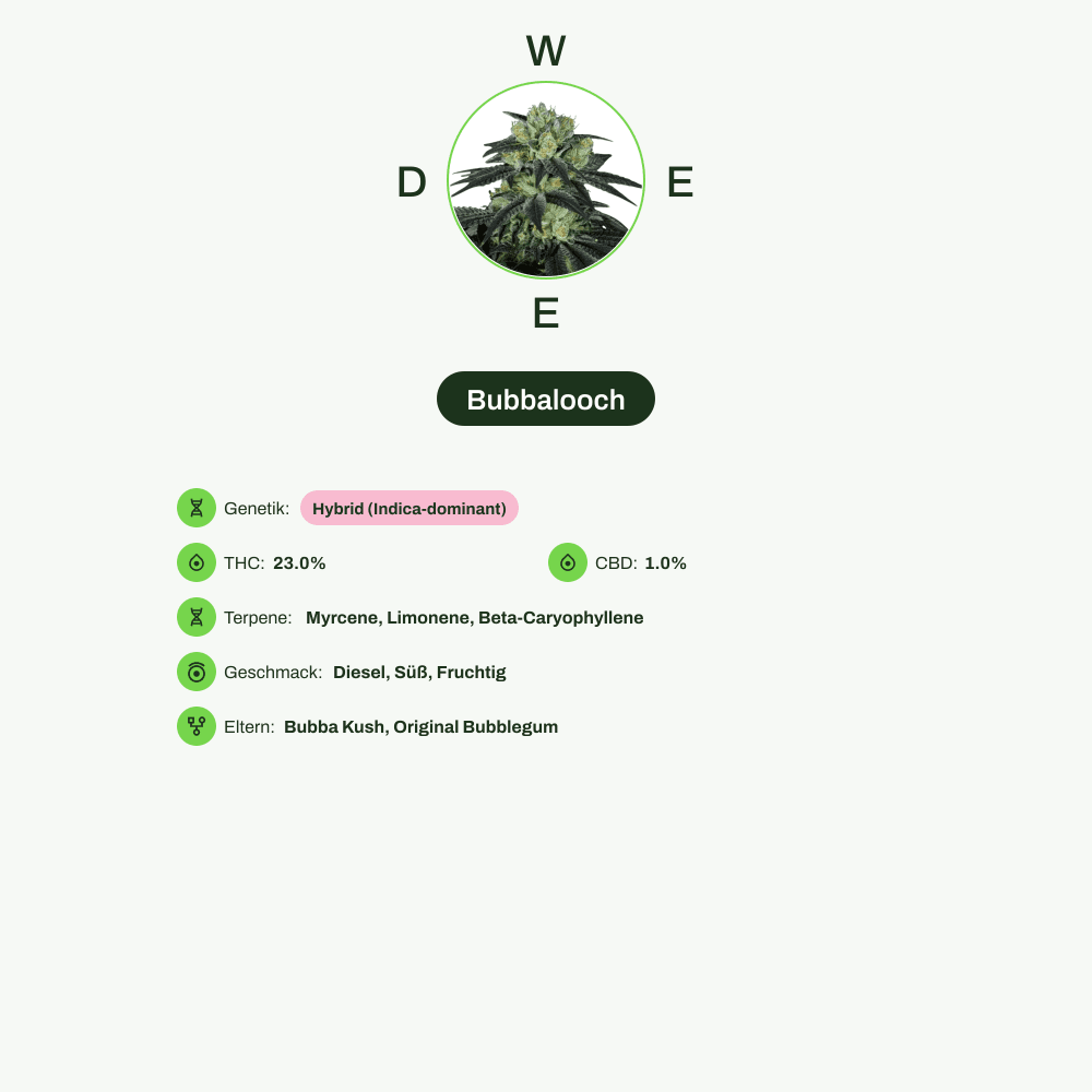 Infografik über THC-Gehalt, CBD-Gehalt, Terpene, Wirkungen, Geschmack von Bubbalooch