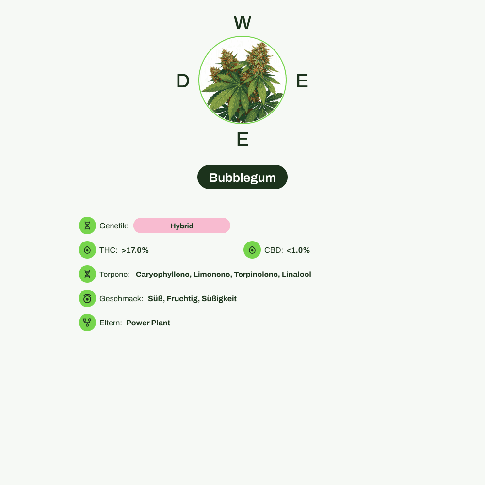 Infografik über THC-Gehalt, CBD-Gehalt, Terpene, Wirkungen, Geschmack von Bubblegum